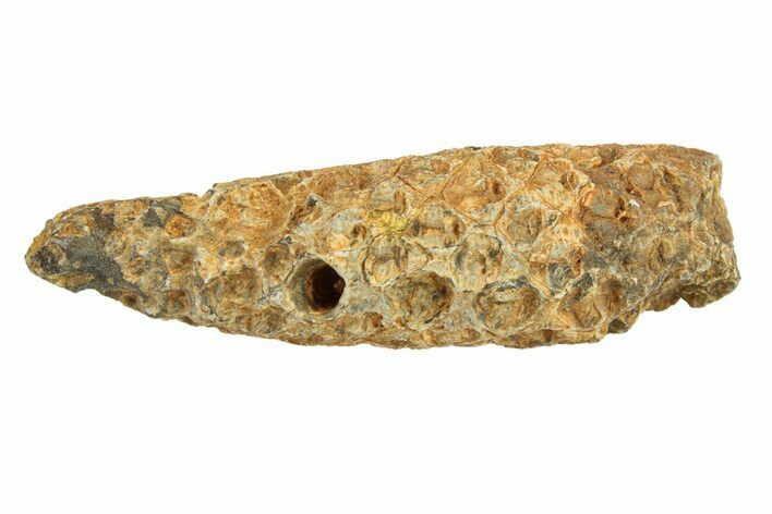 Fossil Cycadophyte Seed Cone - Boujdour, Morocco #288734